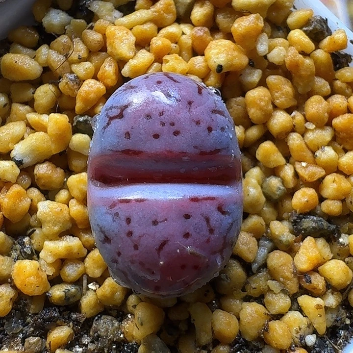 生石花1111121。  101