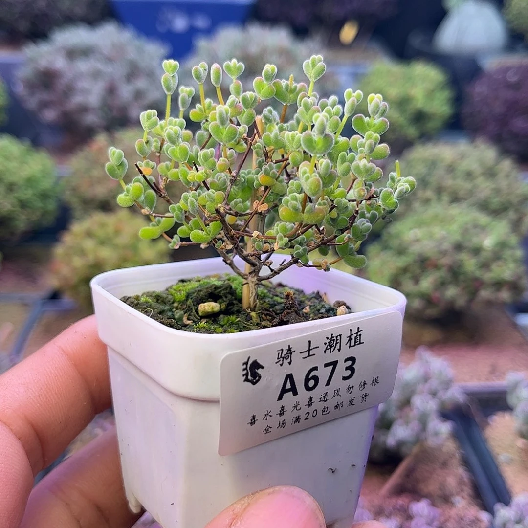 673实生优选白体莱斯