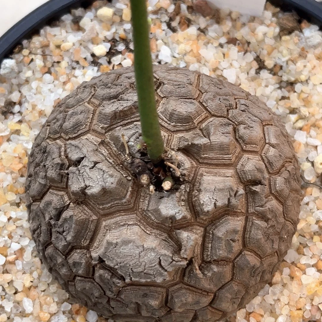 潮流植物 龟甲龙9013