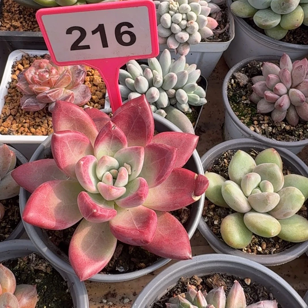 多肉植物漂亮多肉216