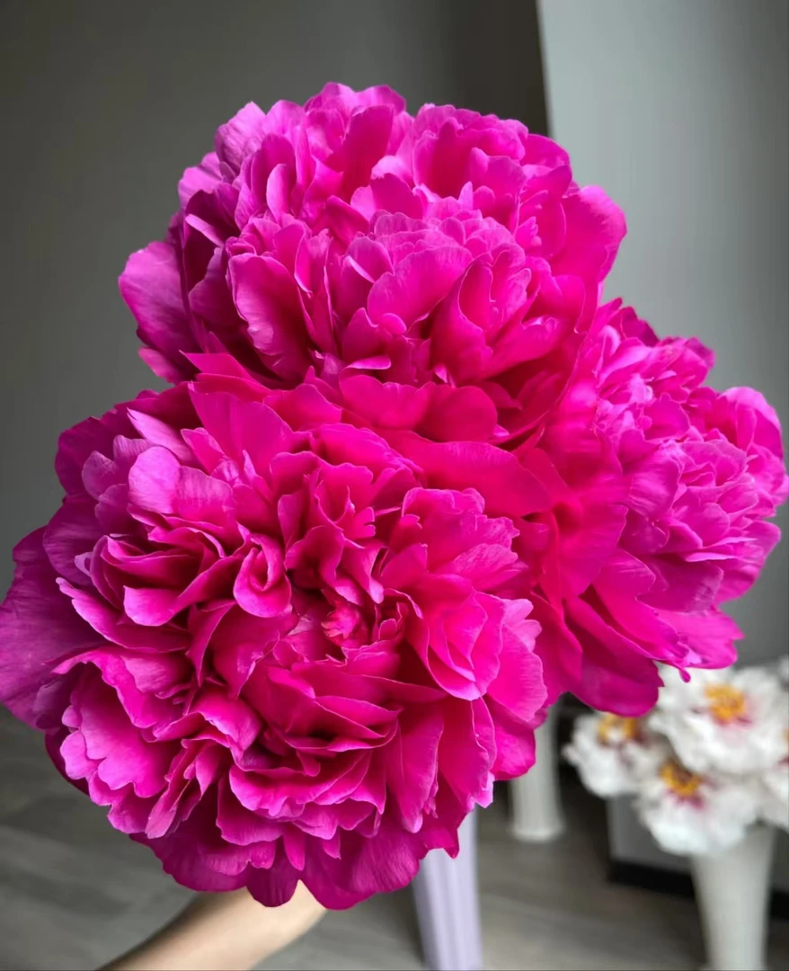 芍药鲜切花红富士现货基地直发