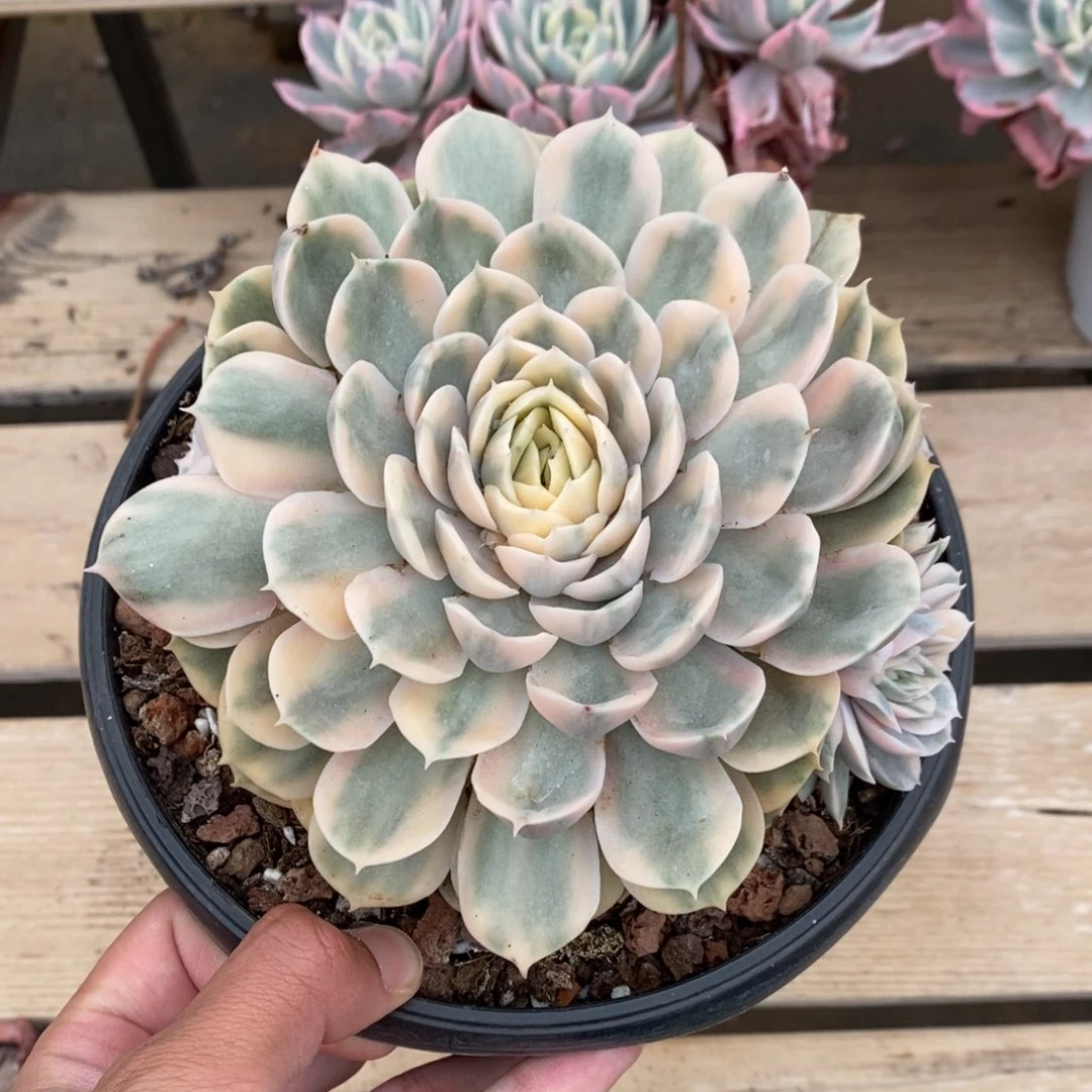 昂斯诺锦多肉植物A3121