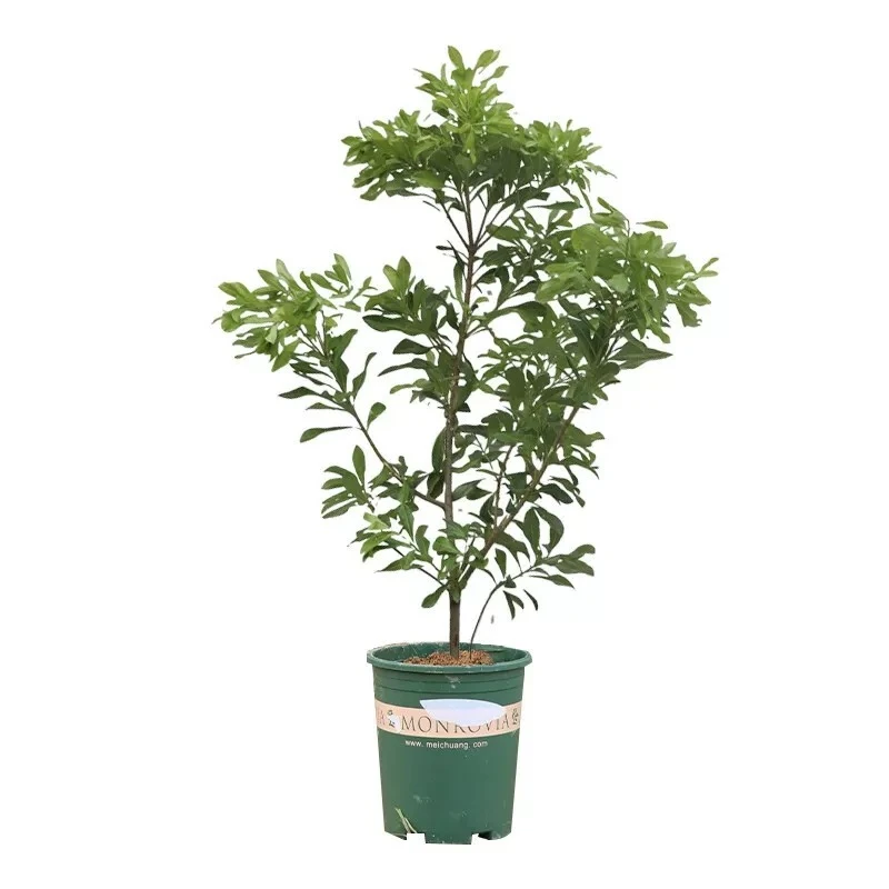 2号  链接各种盆栽盆景绿植浙江仙居发货