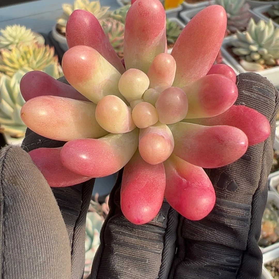 果冻乙女心锦，不石化覆轮锦侧头已生须根