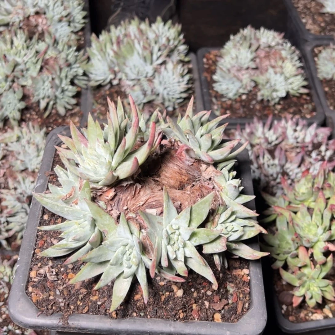 往***～2208哈哈哈哈哈哈哈