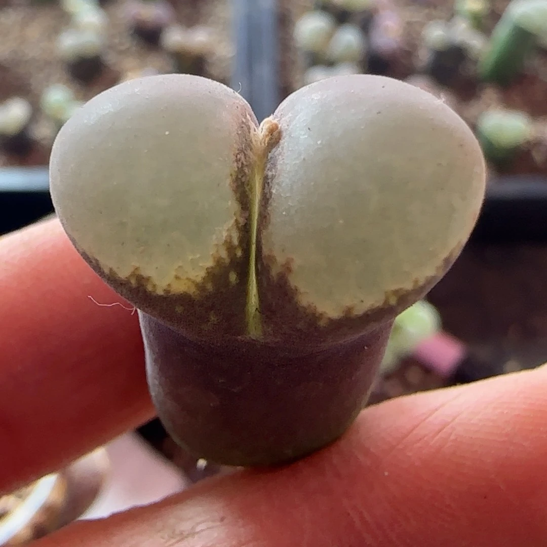 特别大的花园里面挖特别好看的花