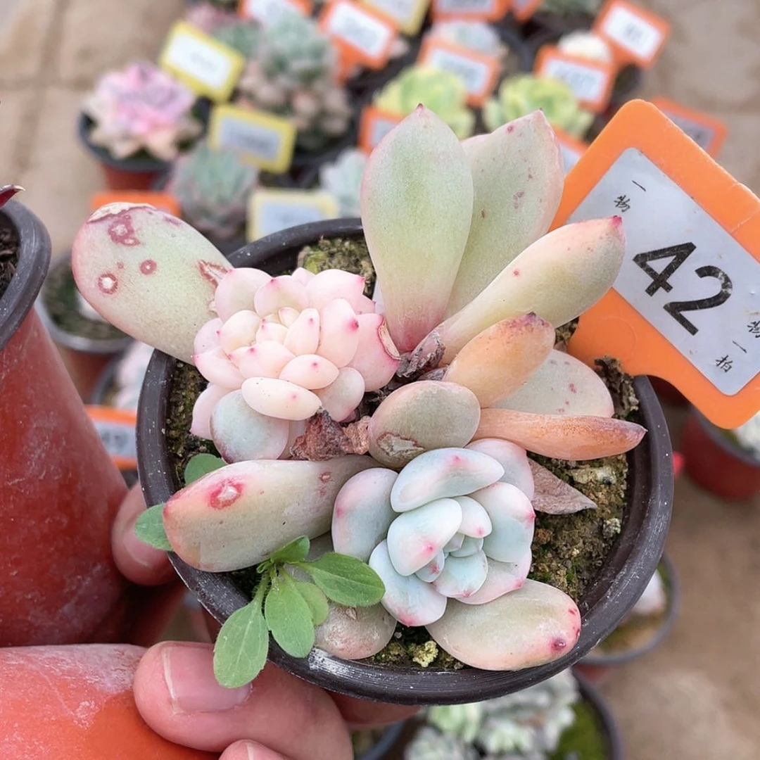 【闪购商品】42号的底蕴