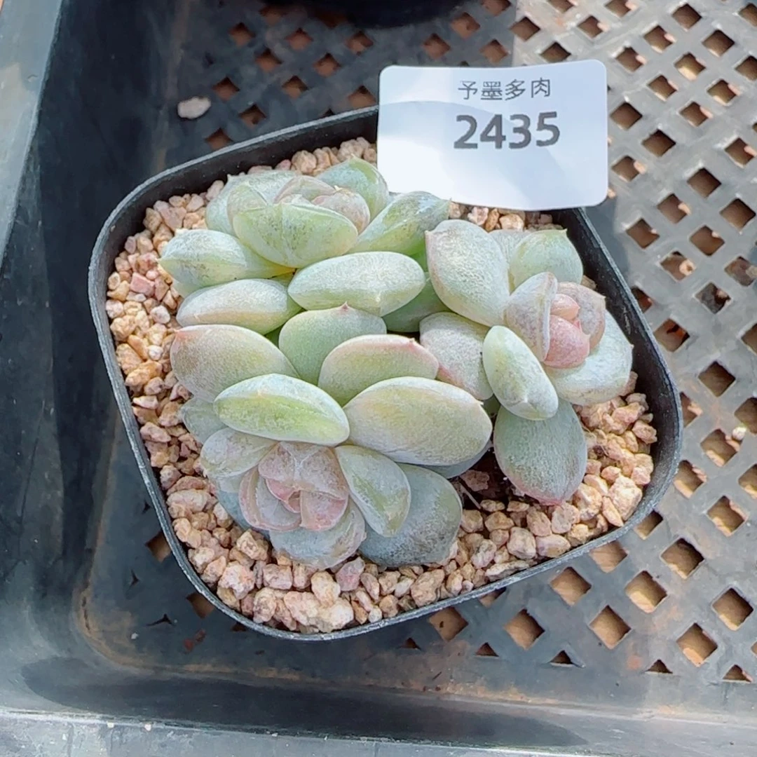 红皇后群，2435多肉植物