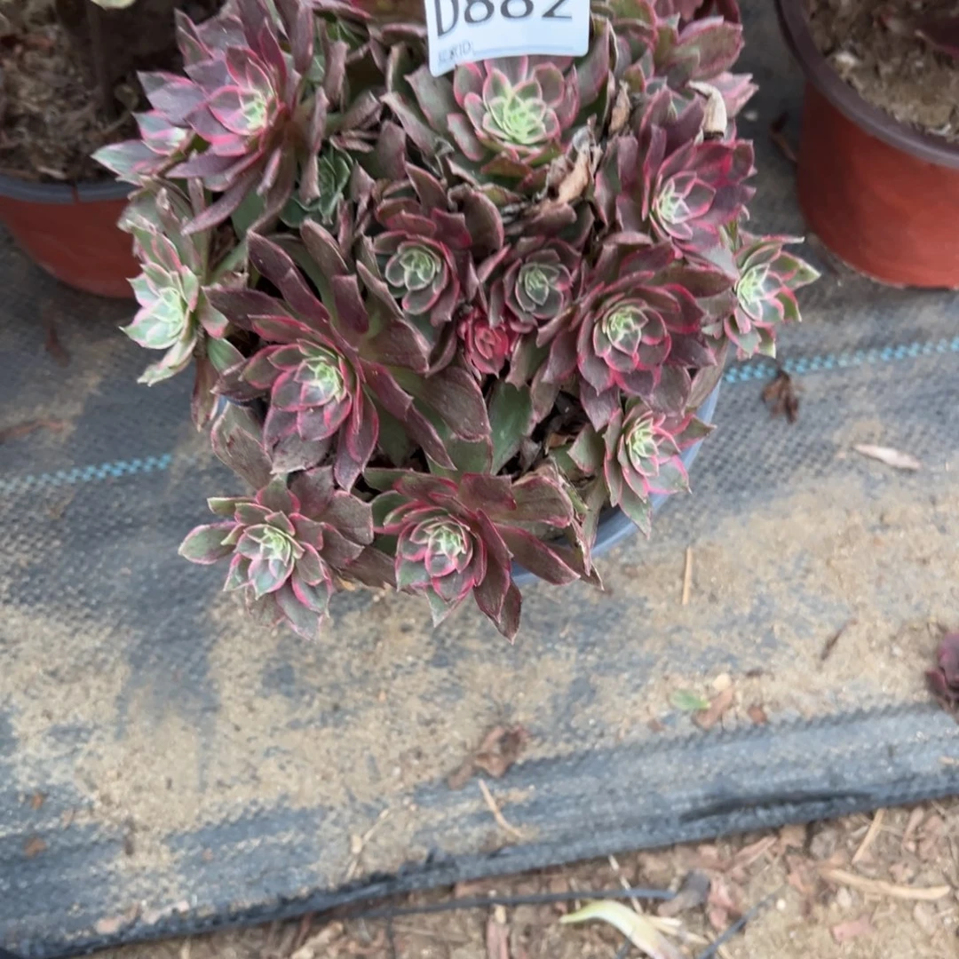 徐***花882万花筒多肉植物法师