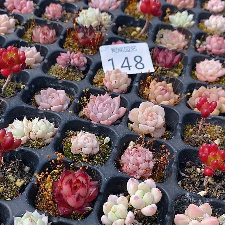 148 多肉植物盆栽花卉植物