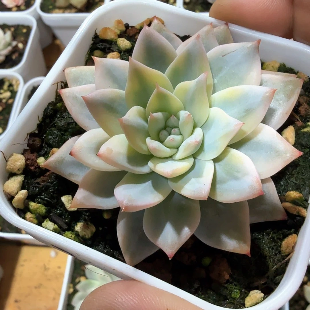 粉蓝鸟锦多肉锦多肉