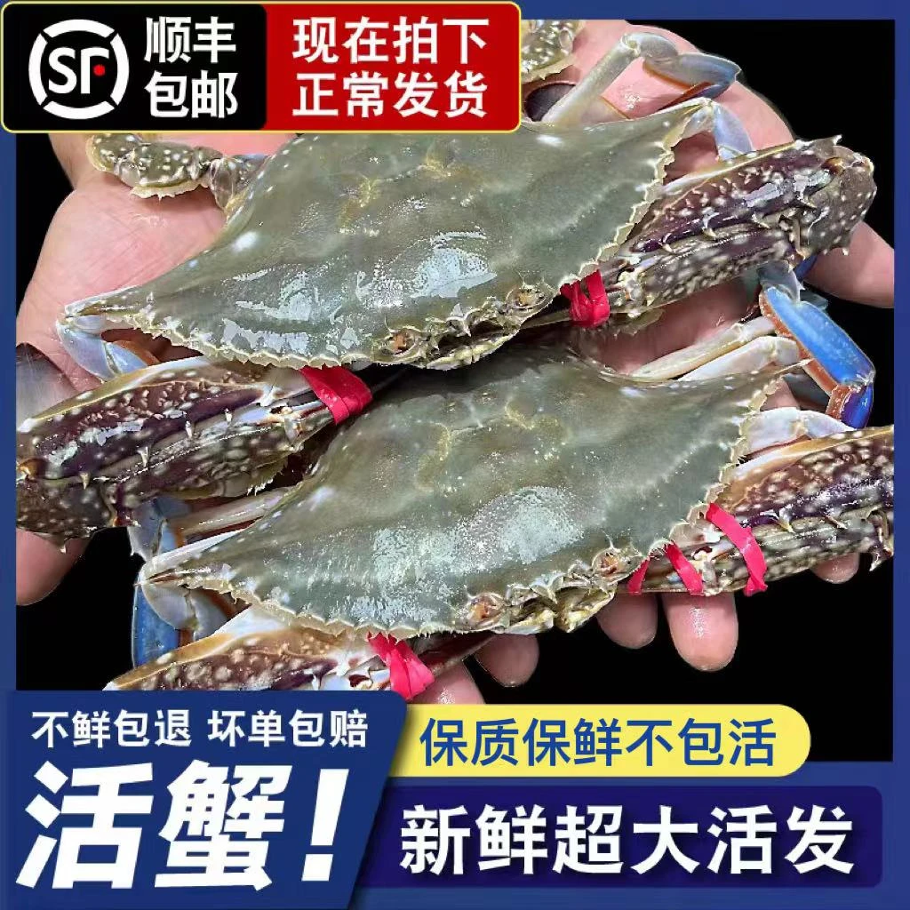 【保鲜不保活】7-8成肥纯大母 3-5只 两斤重两