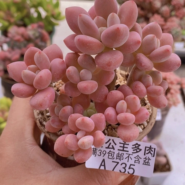 樱花洛神9cm735多肉植物