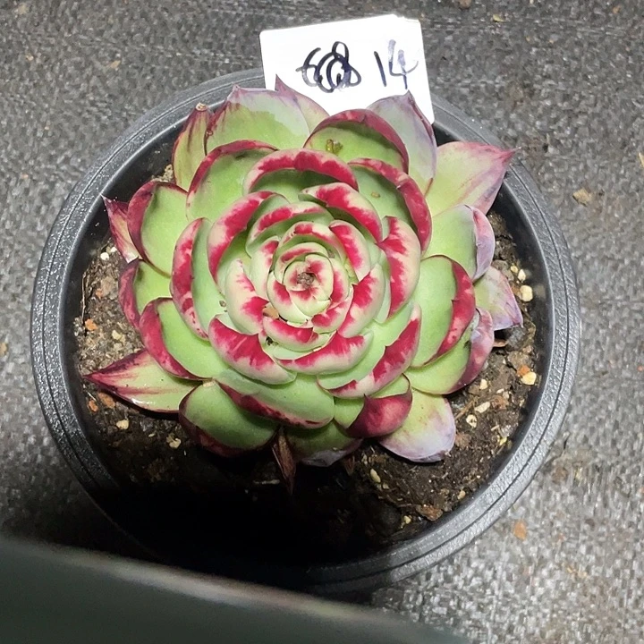 红***客14////////////////