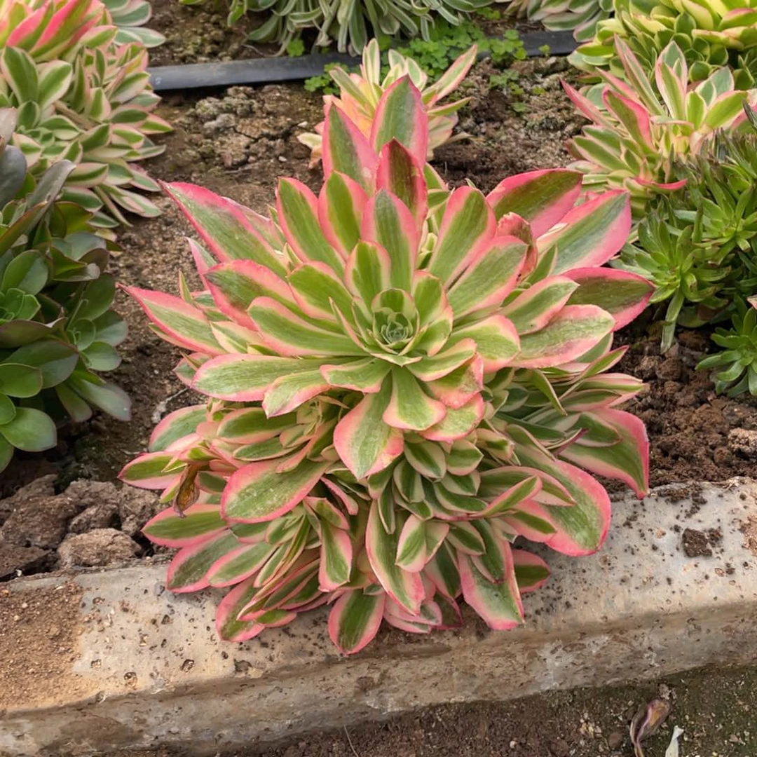 粉女巫多肉法师断枝不包量