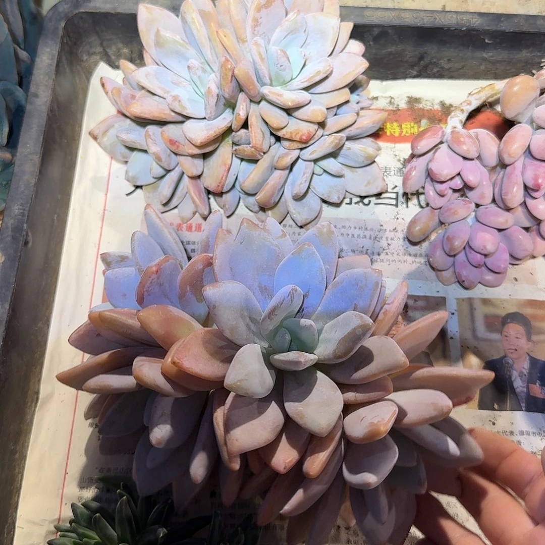 粉兔两颗老桩群生