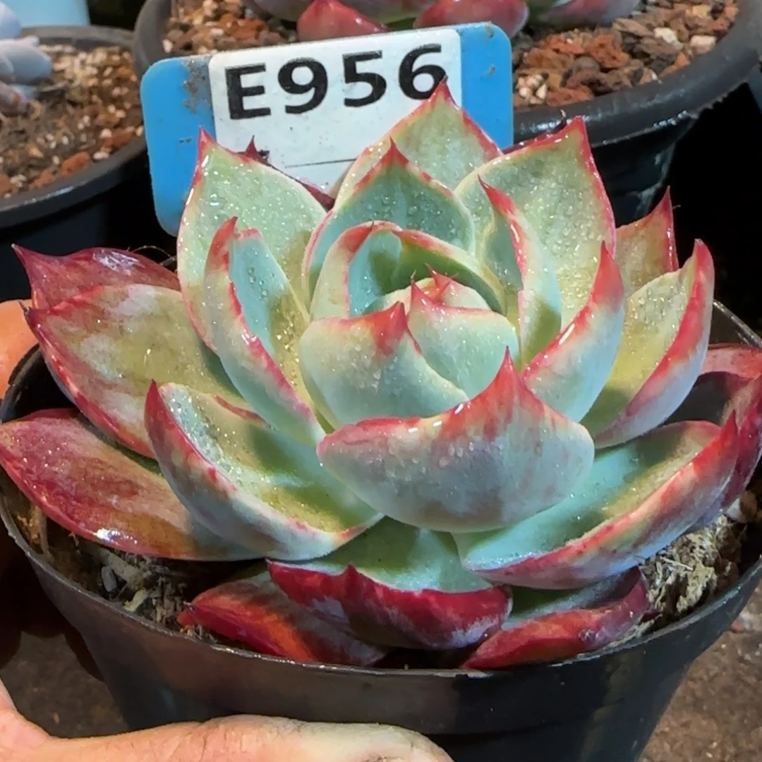 惊鸿一物一拍包装收缩花旱956