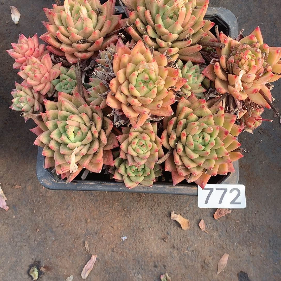 772 一物一拍多肉