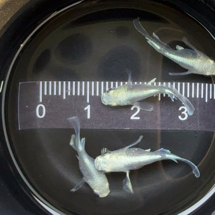 青鳉鱼天使短球1号