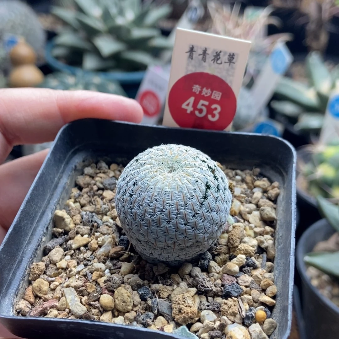 白斜子一棵3cm仙人球