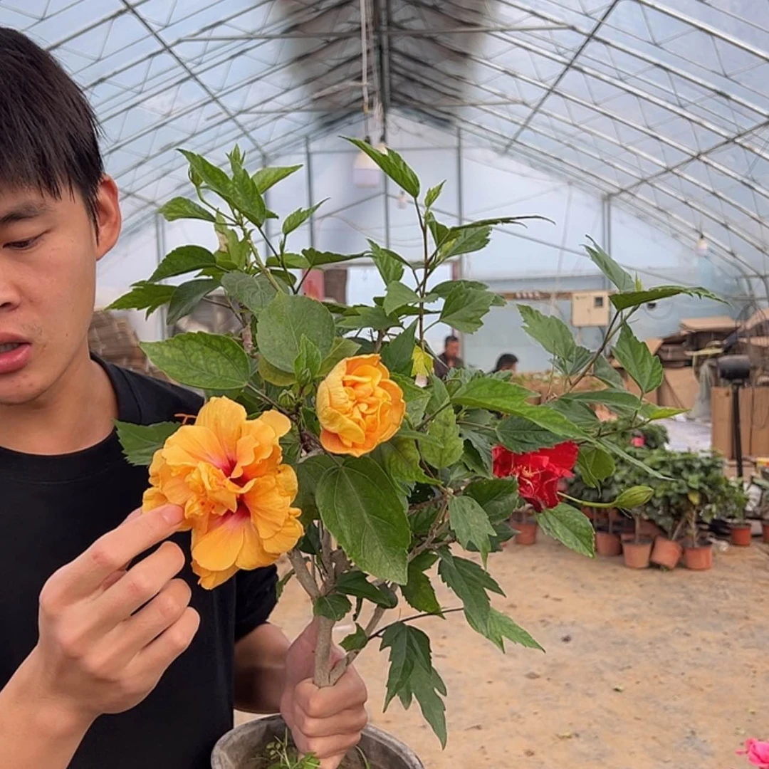 【闪购商品】全部花苞多色嫁接木槿