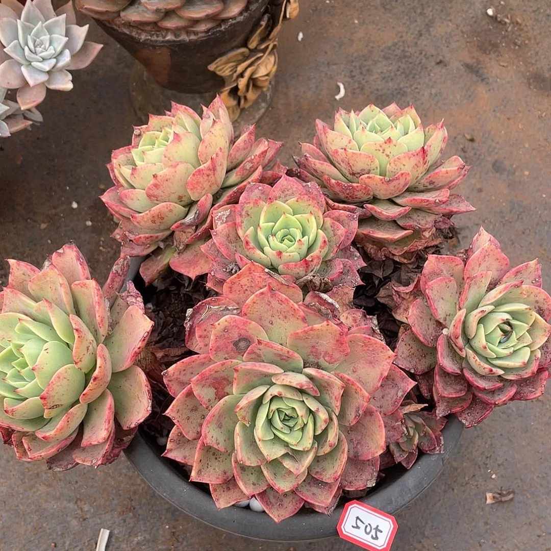 505贝拉 一物一拍多肉