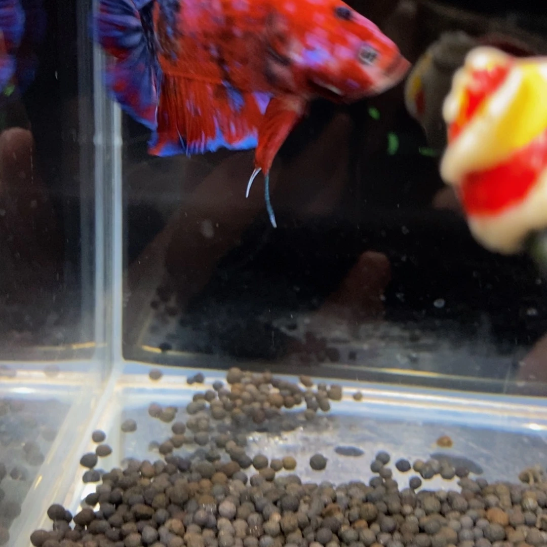 热带鱼公171巨斗