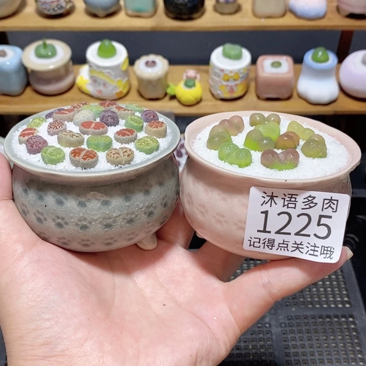 带盆土植物 精美盆栽1225