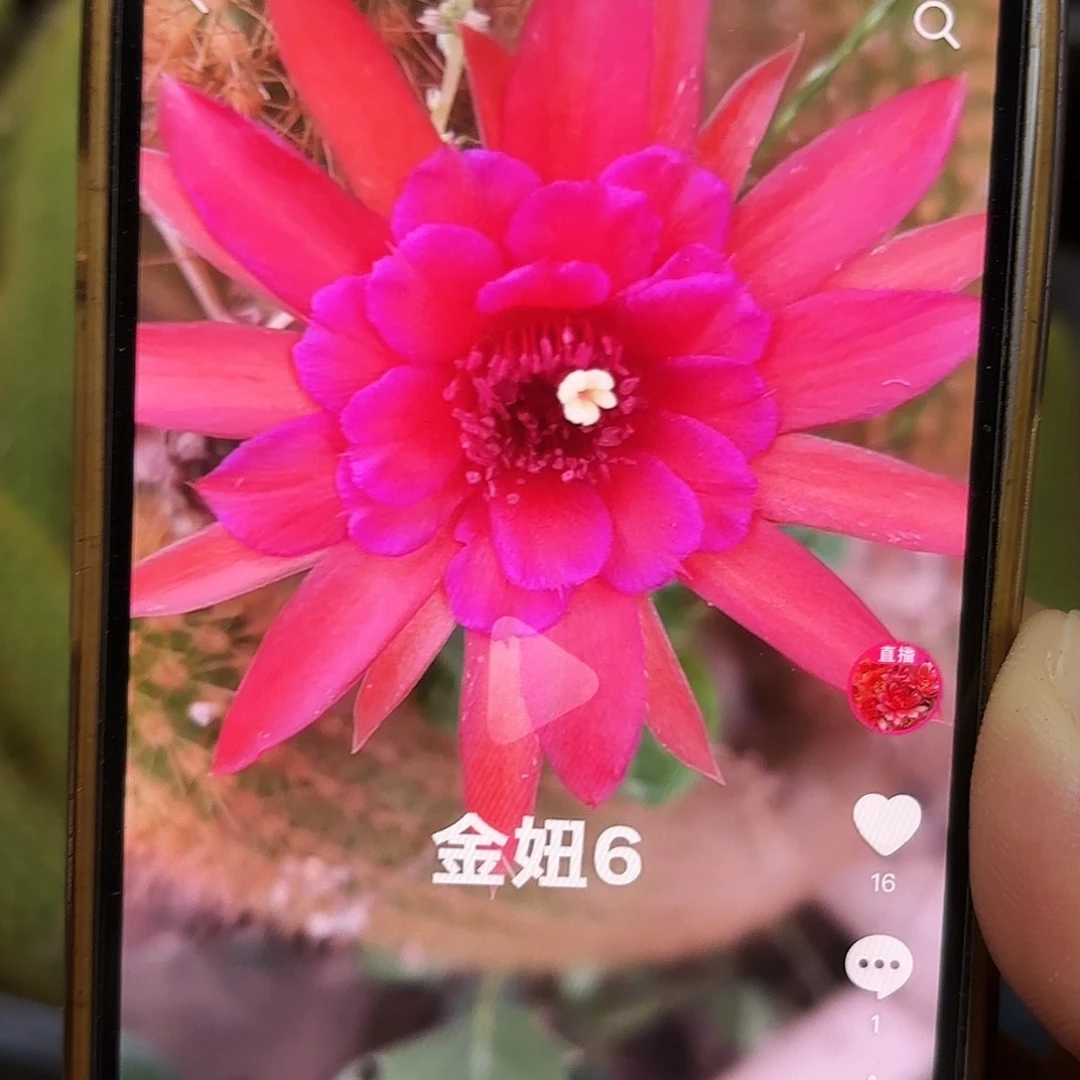 2颗金妞6 20包邮仙人球56