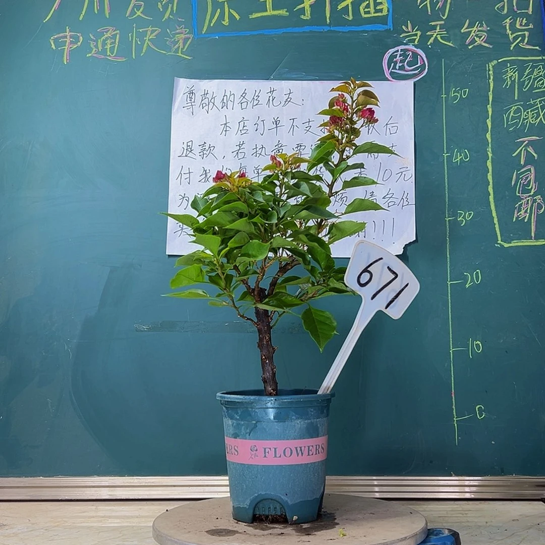 当前无花栽培后可以开花  菲菲娜紫  671