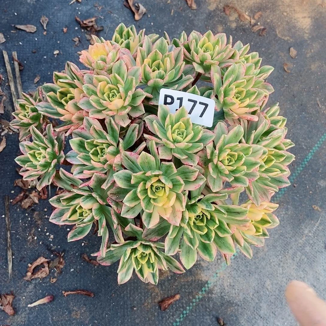 红陶池**色177甜茶4多肉