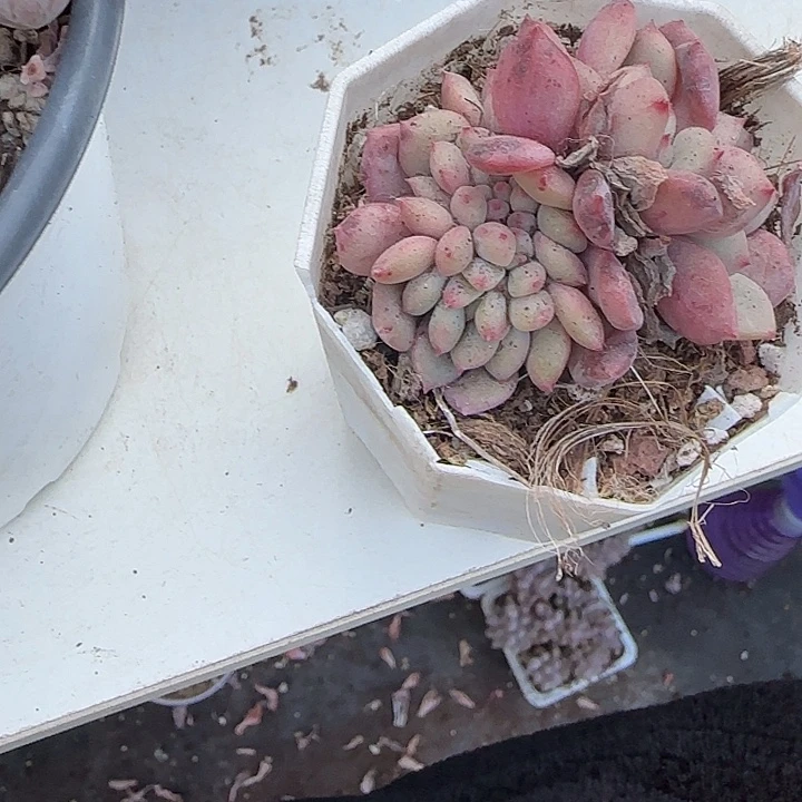 青蛙的时候就像11