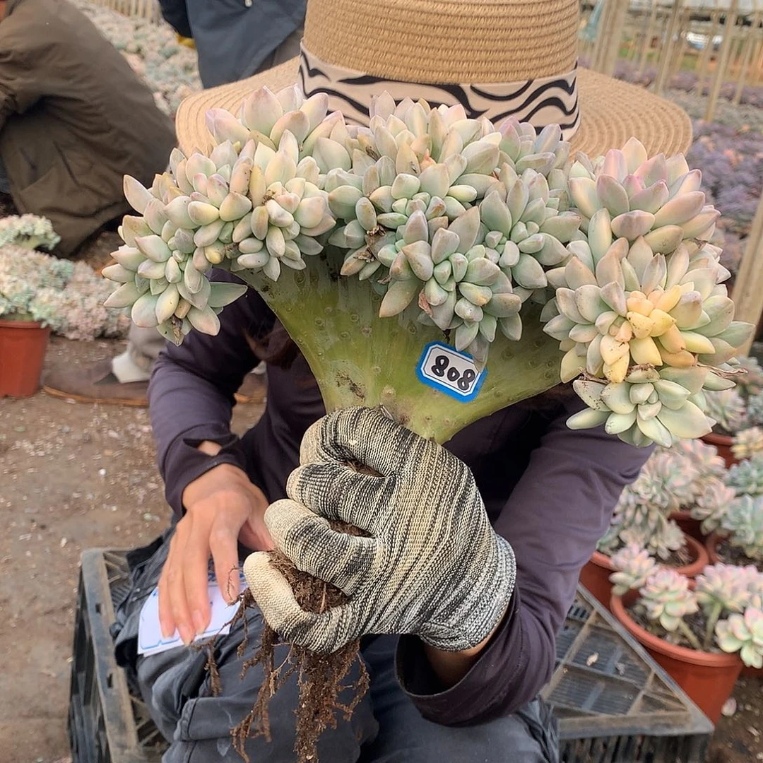 808 淡雪锦缀化 一物一拍