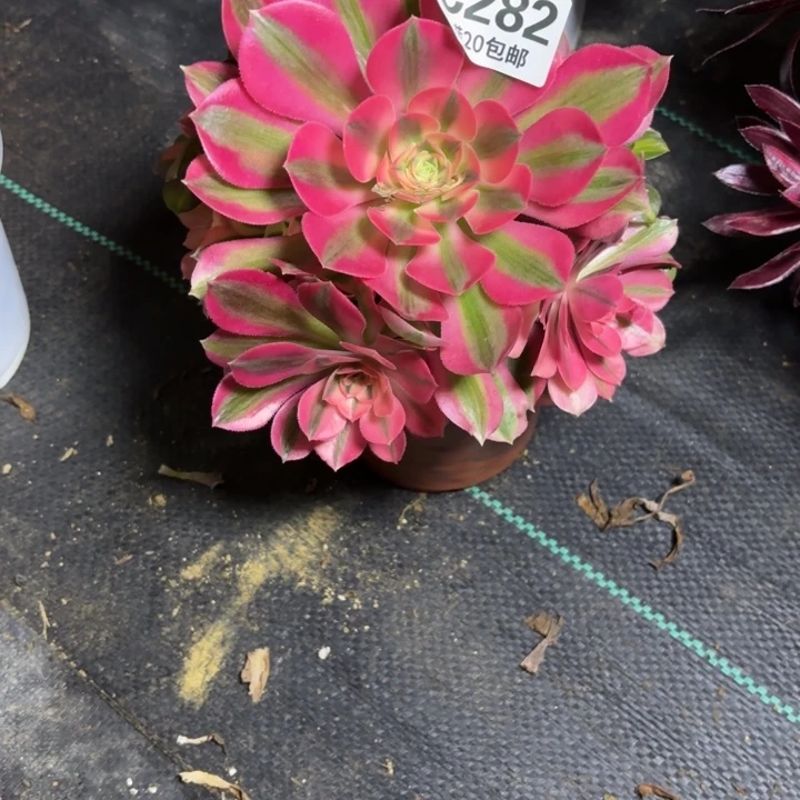 瑞妈一物一拍282