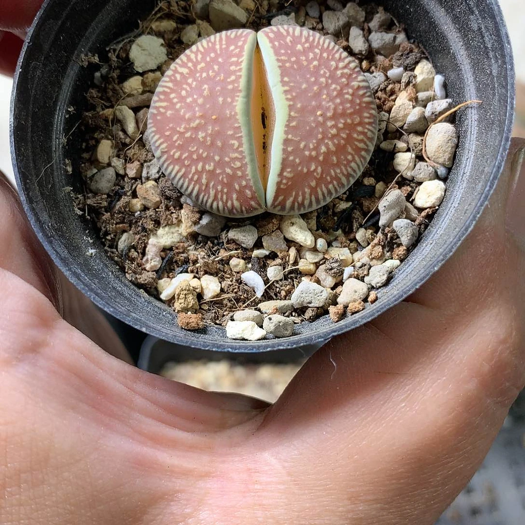 拾***姐H415多肉植物保护研究所