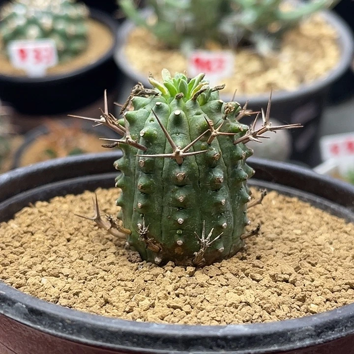 实生角尤狂刺群星冠大戟仙人球