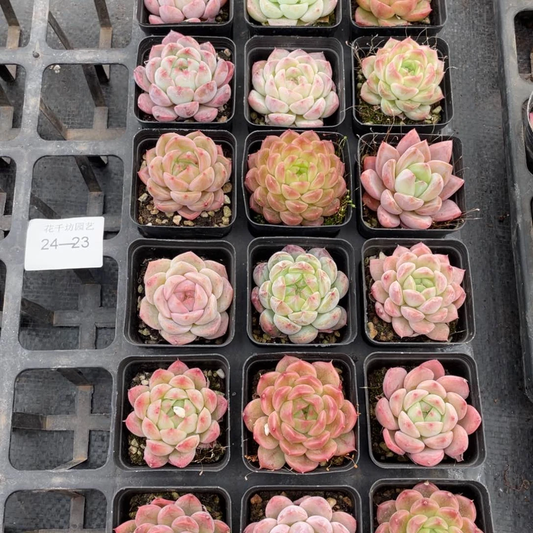 贩****苏一物一拍18棵24-23