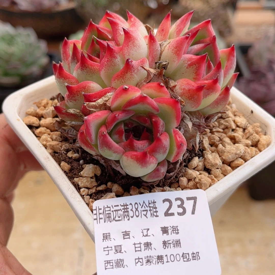 237水蜜桃德华多肉