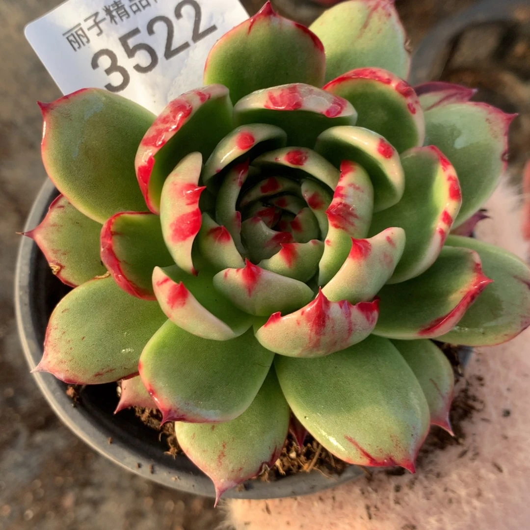 35229厘米外翻9厘米