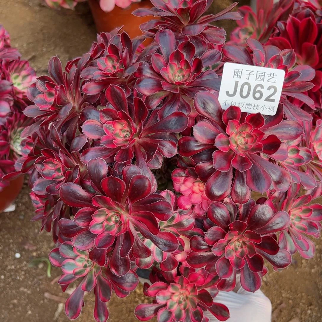 062香奈尔尺寸28左右