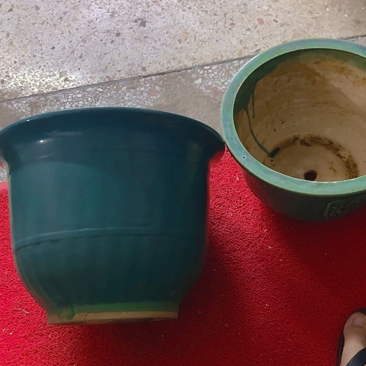 红陶E****兔。。。。。。。。。。。