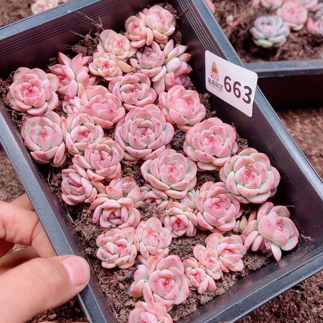 葫***子多肉植物多肉植物