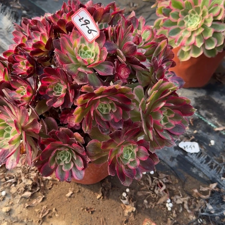 29-6孔雀翎多肉不包售后