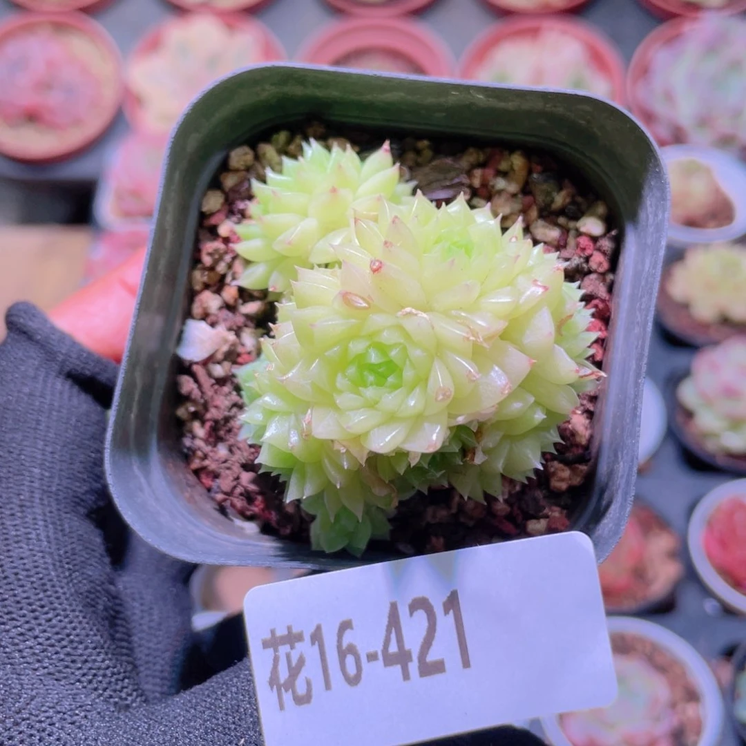 花利美16-421麦秆