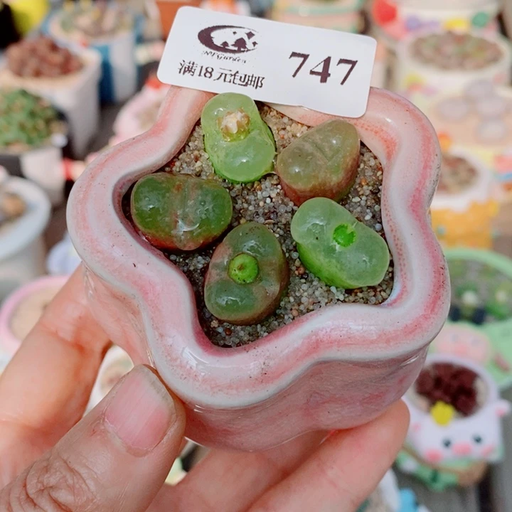 生石花花花花花花花747