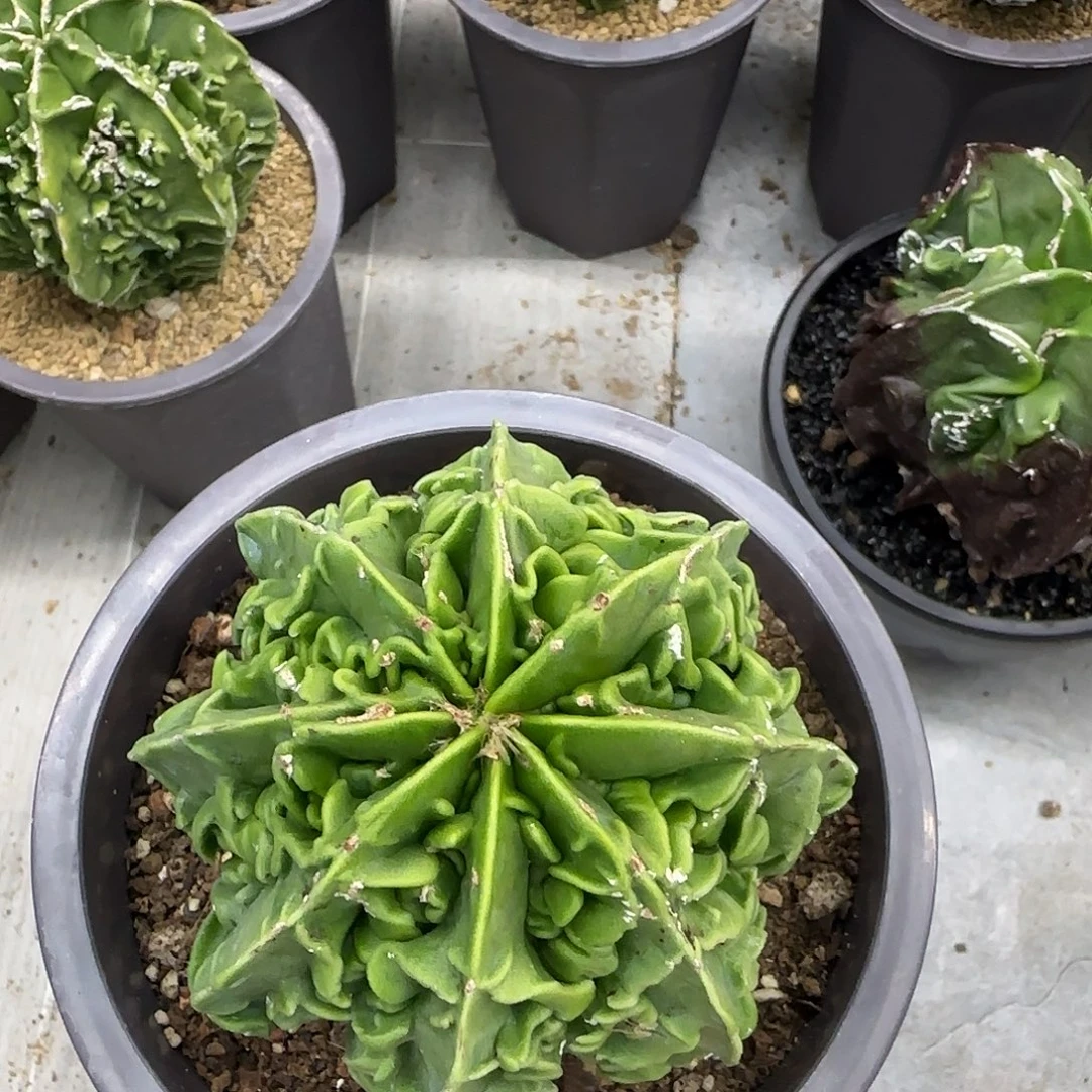 核桃鸾凤玉实生017