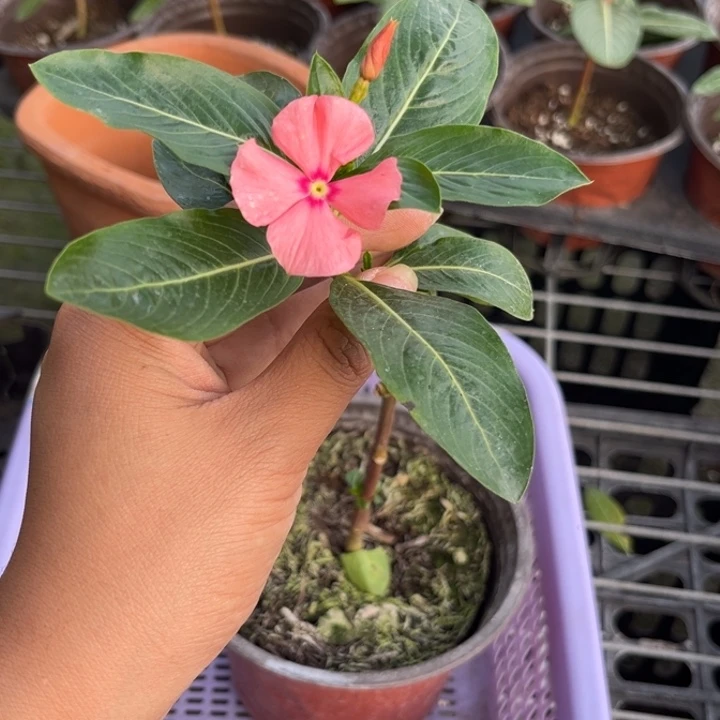 无花朵35号嫁接长春花一物一拍无售后