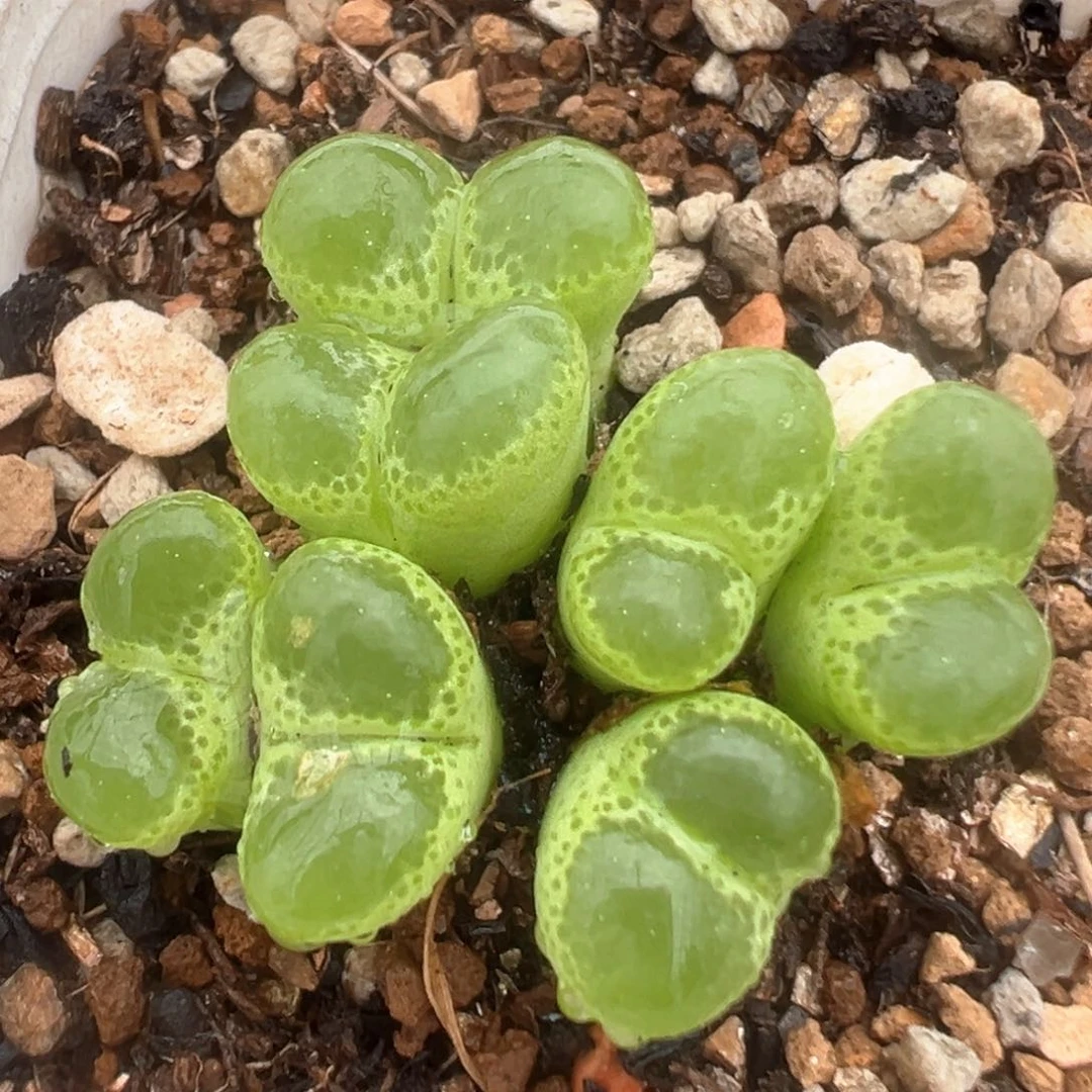 23多肉植物百科知识