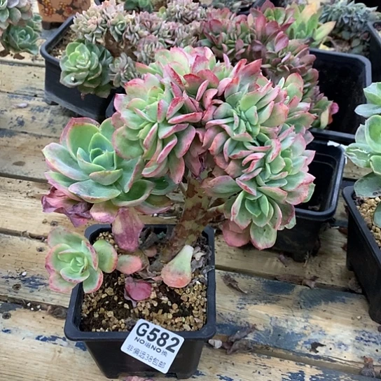 霞光缀化582 全场默认微瑕7-8天发货