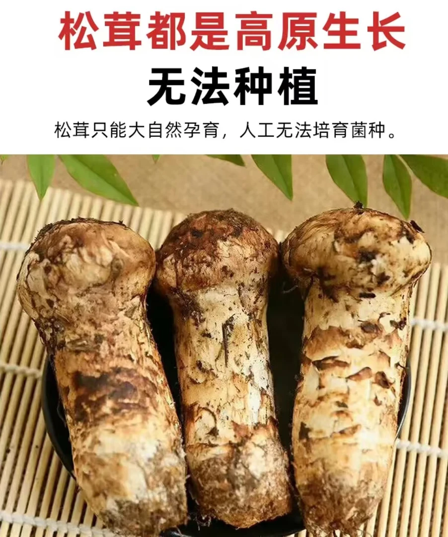 【精品送礼自用】当天采摘香格里拉（吉迪村）新鲜松茸